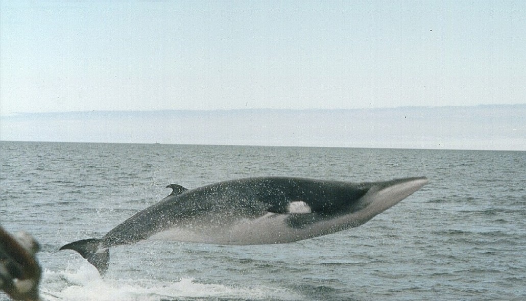 Minke Whale - Hrefna